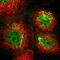 Tetraspanin-1 antibody, HPA011909, Atlas Antibodies, Immunofluorescence image 