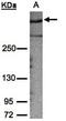 A-Kinase Anchoring Protein 12 antibody, orb69679, Biorbyt, Western Blot image 