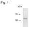 Gliomedin antibody, PA1-4325, Invitrogen Antibodies, Western Blot image 