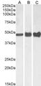 GFAP antibody, LS-B2192, Lifespan Biosciences, Western Blot image 