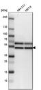 Flotillin 2 antibody, HPA001396, Atlas Antibodies, Western Blot image 