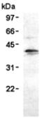 HA tag antibody, ADI-MSA-106-E, Enzo Life Sciences, Western Blot image 