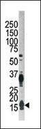 Autophagy Related 12 antibody, LS-C156569, Lifespan Biosciences, Western Blot image 