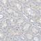 Transferrin Receptor 2 antibody, HPA011937, Atlas Antibodies, Immunohistochemistry frozen image 