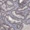 RNA Polymerase II Subunit F antibody, FNab06623, FineTest, Immunohistochemistry frozen image 