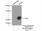 RAS Related 2 antibody, 12530-1-AP, Proteintech Group, Immunoprecipitation image 