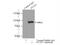 STAT3 antibody, 10253-2-AP, Proteintech Group, Immunoprecipitation image 