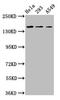 Cell Adhesion Associated, Oncogene Regulated antibody, LS-C671547, Lifespan Biosciences, Western Blot image 