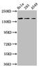 CDON antibody, LS-C671547, Lifespan Biosciences, Western Blot image 