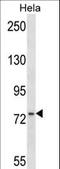 Moesin antibody, LS-C164652, Lifespan Biosciences, Western Blot image 