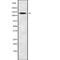 Solute Carrier Family 9 Member C2 (Putative) antibody, PA5-68334, Invitrogen Antibodies, Western Blot image 