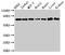 DEAD-Box Helicase 3 X-Linked antibody, LS-C369547, Lifespan Biosciences, Western Blot image 