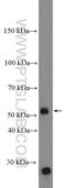 Dual oxidase maturation factor 1 antibody, 26632-1-AP, Proteintech Group, Western Blot image 