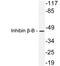 Inhibin Subunit Beta B antibody, LS-C199910, Lifespan Biosciences, Western Blot image 