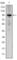 Nuclear Receptor Subfamily 3 Group C Member 1 antibody, abx011844, Abbexa, Western Blot image 