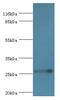 RAB3C, Member RAS Oncogene Family antibody, A56779-100, Epigentek, Western Blot image 