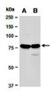 Thymocyte Selection Associated High Mobility Group Box antibody, orb67099, Biorbyt, Western Blot image 