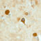Leucine Rich Repeat Transmembrane Neuronal 3 antibody, AF4898, R&D Systems, Western Blot image 