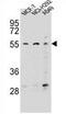 Zinc Finger Protein 117 antibody, AP54668PU-N, Origene, Western Blot image 