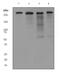 Filamin A antibody, ab76289, Abcam, Western Blot image 