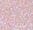 WD Repeat Domain 74 antibody, NBP1-77140, Novus Biologicals, Immunohistochemistry frozen image 