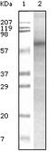 Checkpoint Kinase 1 antibody, 32-135, ProSci, Western Blot image 