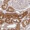 Hydroxyacylglutathione Hydrolase antibody, NBP2-38909, Novus Biologicals, Immunohistochemistry frozen image 