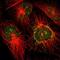 Neuroguidin antibody, NBP1-88408, Novus Biologicals, Immunocytochemistry image 