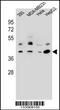 Ras Related GTP Binding C antibody, 56-843, ProSci, Western Blot image 