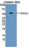 SAHH antibody, LS-C373482, Lifespan Biosciences, Western Blot image 