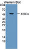 Adenosylhomocysteinase antibody, LS-C373482, Lifespan Biosciences, Western Blot image 