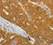 USO1 Vesicle Transport Factor antibody, A05911, Boster Biological Technology, Immunohistochemistry frozen image 