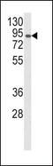 Membrane primary amine oxidase antibody, PA5-35338, Invitrogen Antibodies, Western Blot image 