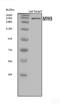 Myosin Heavy Chain 3 antibody, A02697-1, Boster Biological Technology, Western Blot image 