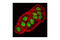 Aryl Hydrocarbon Receptor Nuclear Translocator antibody, 3414S, Cell Signaling Technology, Immunocytochemistry image 