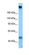 Adhesion Regulating Molecule 1 antibody, orb331038, Biorbyt, Western Blot image 