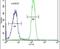 Sp5 Transcription Factor antibody, PA5-26934, Invitrogen Antibodies, Flow Cytometry image 