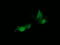 HRas Proto-Oncogene, GTPase antibody, LS-C174462, Lifespan Biosciences, Immunofluorescence image 