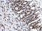 Histone Cluster 4 H4 antibody, NBP2-42863, Novus Biologicals, Immunohistochemistry frozen image 