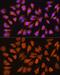 Inosine Monophosphate Dehydrogenase 1 antibody, GTX66572, GeneTex, Immunofluorescence image 