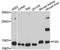 Frataxin antibody, A11785, ABclonal Technology, Western Blot image 