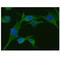 Thiopurine S-Methyltransferase antibody, GTX57582, GeneTex, Immunocytochemistry image 