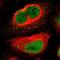 Myocyte-specific enhancer factor 2D antibody, HPA004807, Atlas Antibodies, Immunofluorescence image 