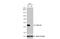 GTP-specific succinyl-CoA synthetase subunit beta antibody, NBP1-32521, Novus Biologicals, Western Blot image 