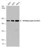 Myosin Heavy Chain 9 antibody, GTX633955, GeneTex, Western Blot image 