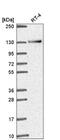 RNA Binding Motif Protein 10 antibody, NBP2-56831, Novus Biologicals, Western Blot image 