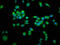 Solute Carrier Family 25 Member 4 antibody, LS-C376614, Lifespan Biosciences, Immunofluorescence image 