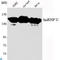 Heterogeneous Nuclear Ribonucleoprotein U antibody, LS-C812995, Lifespan Biosciences, Western Blot image 