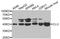 Clusterin antibody, LS-C331486, Lifespan Biosciences, Western Blot image 