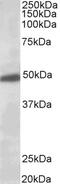  antibody, 46-478, ProSci, Enzyme Linked Immunosorbent Assay image 